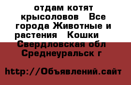 отдам котят крысоловов - Все города Животные и растения » Кошки   . Свердловская обл.,Среднеуральск г.